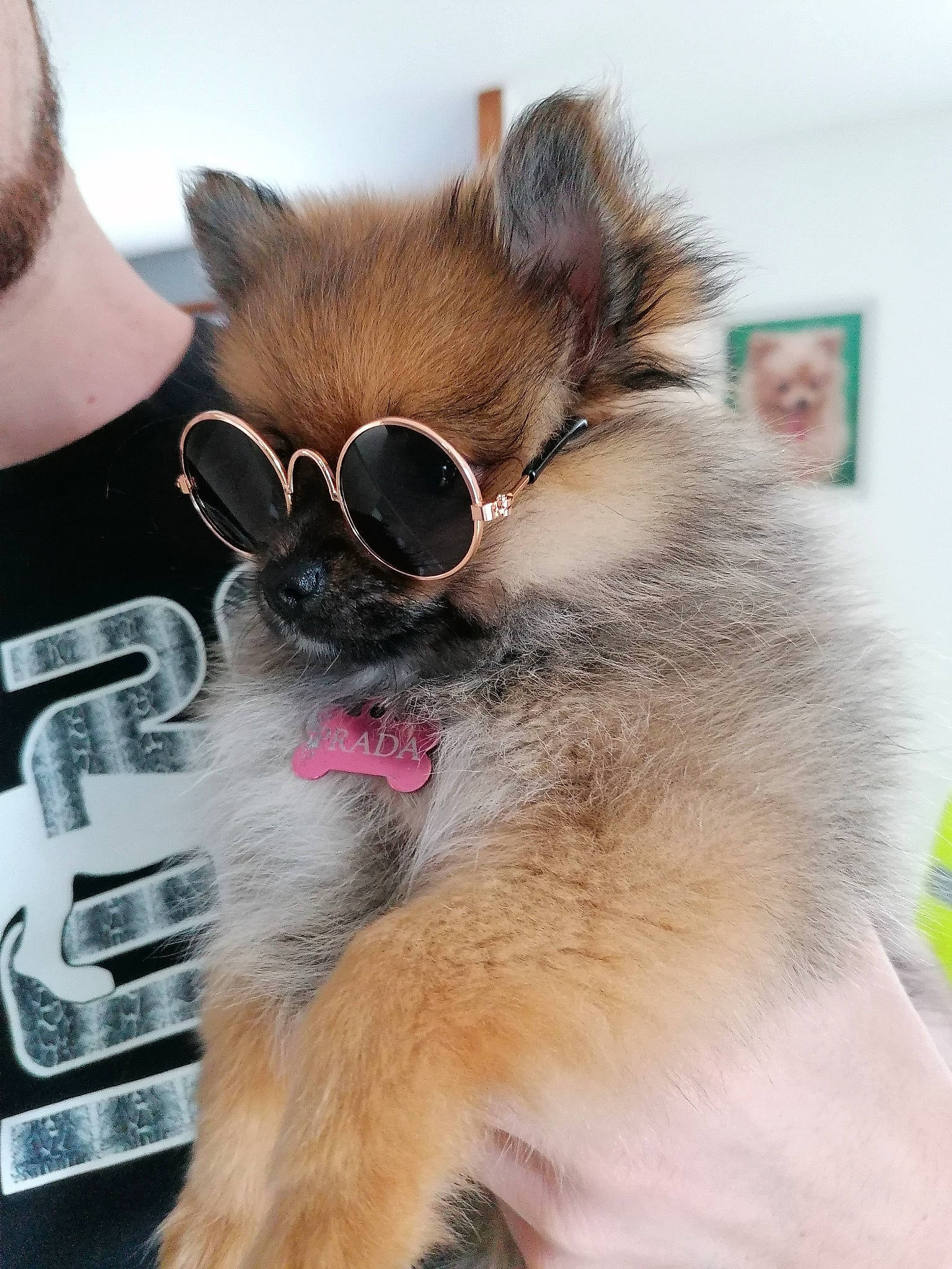 Prada participe au concours pour gagner de l'argent avec cette photo : canidae, carnivore, companion_dog, dog, dog_breed, eyewear, fawn, fur, german_spitz, german_spitz_klein, glasses, mammal, non_sporting_group, pomeranian, puppy, snout, spitz, sunglasses, toy_dog, vision_care