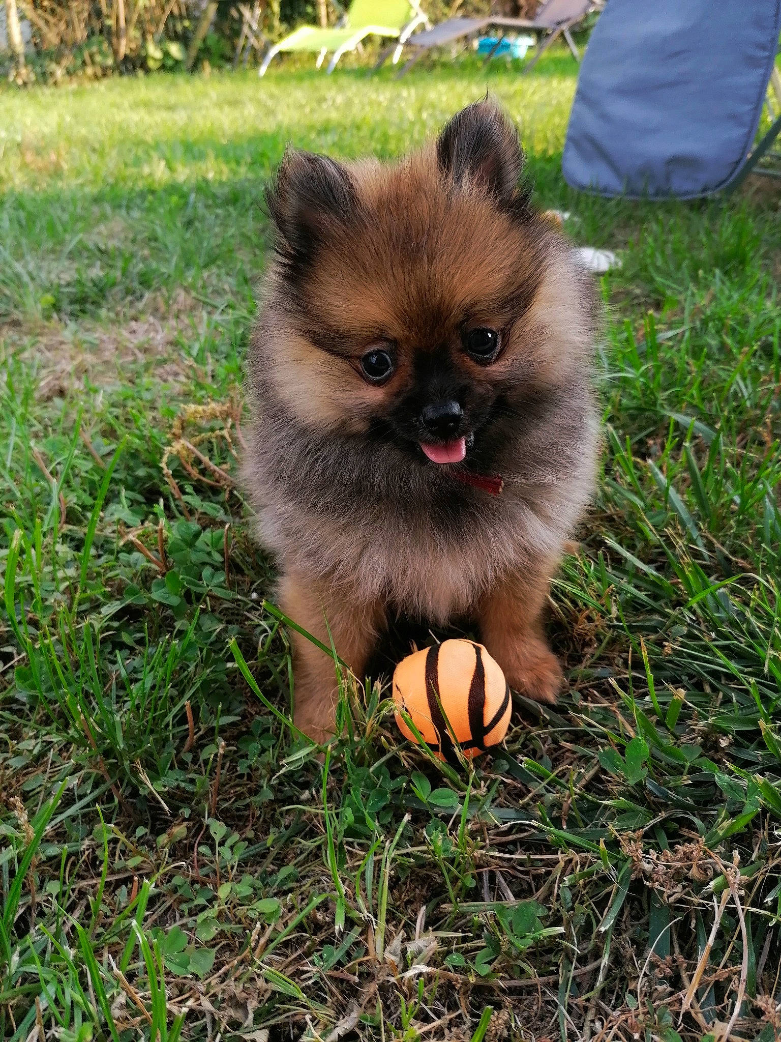 Prada participe au concours pour gagner de l'argent avec cette photo : canidae, carnivore, companion_dog, dog, dog_breed, fawn, german_spitz, german_spitz_klein, german_spitz_mittel, grass, keeshond, mammal, non_sporting_group, pomeranian, puppy, spitz, sporting_group, toy_dog, vertebrate