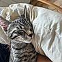 Arrow a rejoint le concours — aidez-le/la à gagner de superbes lots ! animal, arm, cat, closeup, comfort, cozy, feline, fur, home, indoor, nap, person, pet, pillow, relaxed, resting, sleeping, striped, tabby, whiskers
