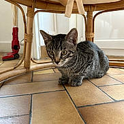 Arrow a rejoint le concours — aidez-le/la à gagner de superbes lots ! alert, animal, cat, crouching, curious, cute, domestic_cat, ears, floor, furniture, home, indoor, kitten, paws, pet, tabby, tile_floor, whiskers, wooden_chair, young_cat