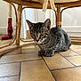 alert, animal, cat, crouching, curious, cute, domestic_cat, ears, floor, furniture, home, indoor, kitten, paws, pet, tabby, tile_floor, whiskers, wooden_chair, young_cat