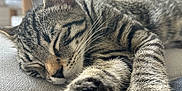 Arrow participe au concours pour gagner de l'argent avec cette photo : animal, cat, closeup, cozy, cushion, cute, feline, fur, home, indoor, nap, paw, pet, relaxing, resting, sleeping, soft_light, striped, tabby, whiskers
