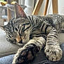 animal, cat, closeup, cozy, cushion, cute, feline, fur, home, indoor, nap, paw, pet, relaxing, resting, sleeping, soft_light, striped, tabby, whiskers