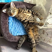 Luna is registered to the contest to win money with this photo: cat, tabby_cat, pet, animal, feline, bed, cushion, blue, plush, fur, striped, curtain, floral, window, indoor, relaxed, cute, paw, lying_down, cozy