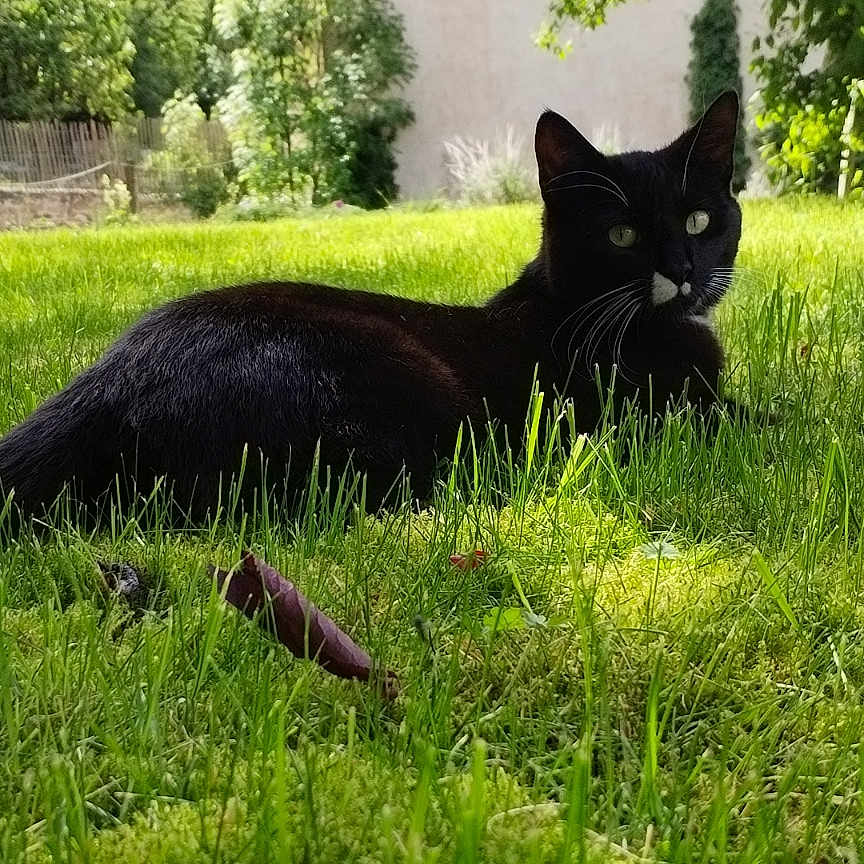 Blacki