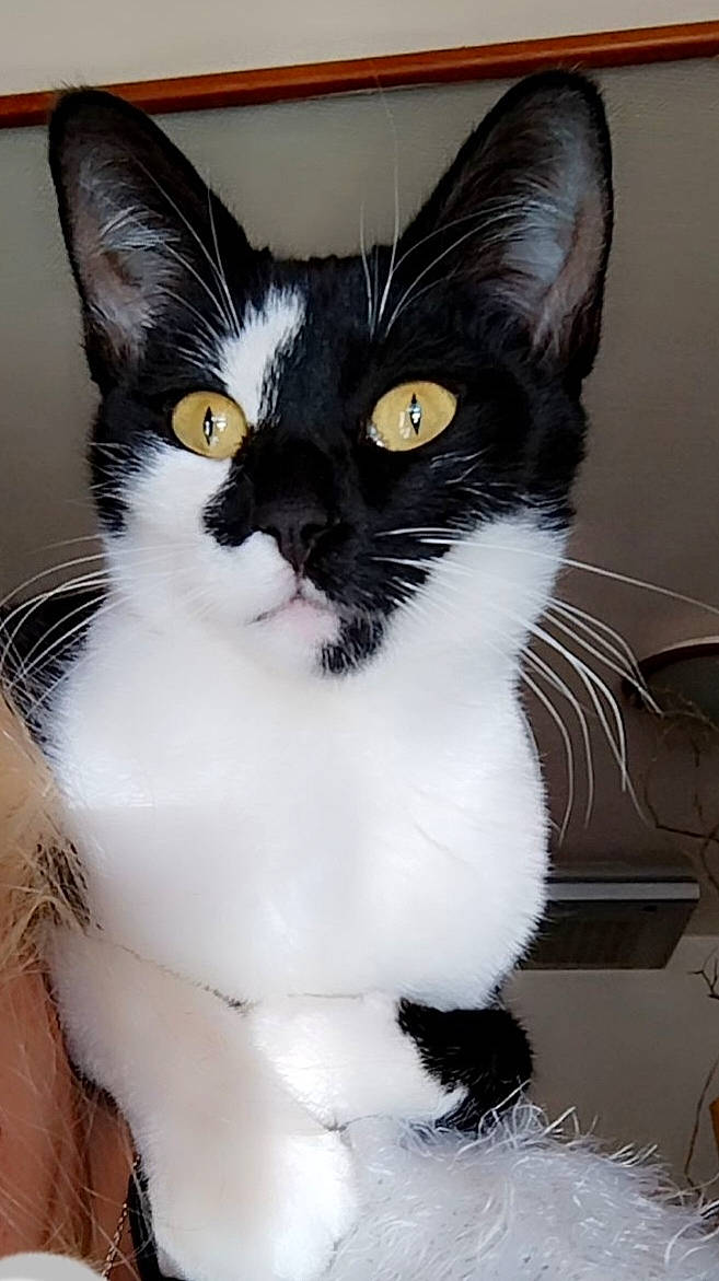 Taliaa a rejoint le concours — aidez-le/la à gagner de superbes lots ! carnivore, cat, domestic_short_haired_cat, felidae, fur, iris, small_to_medium_sized_cats, snout, tail, terrestrial_animal, whiskers, window