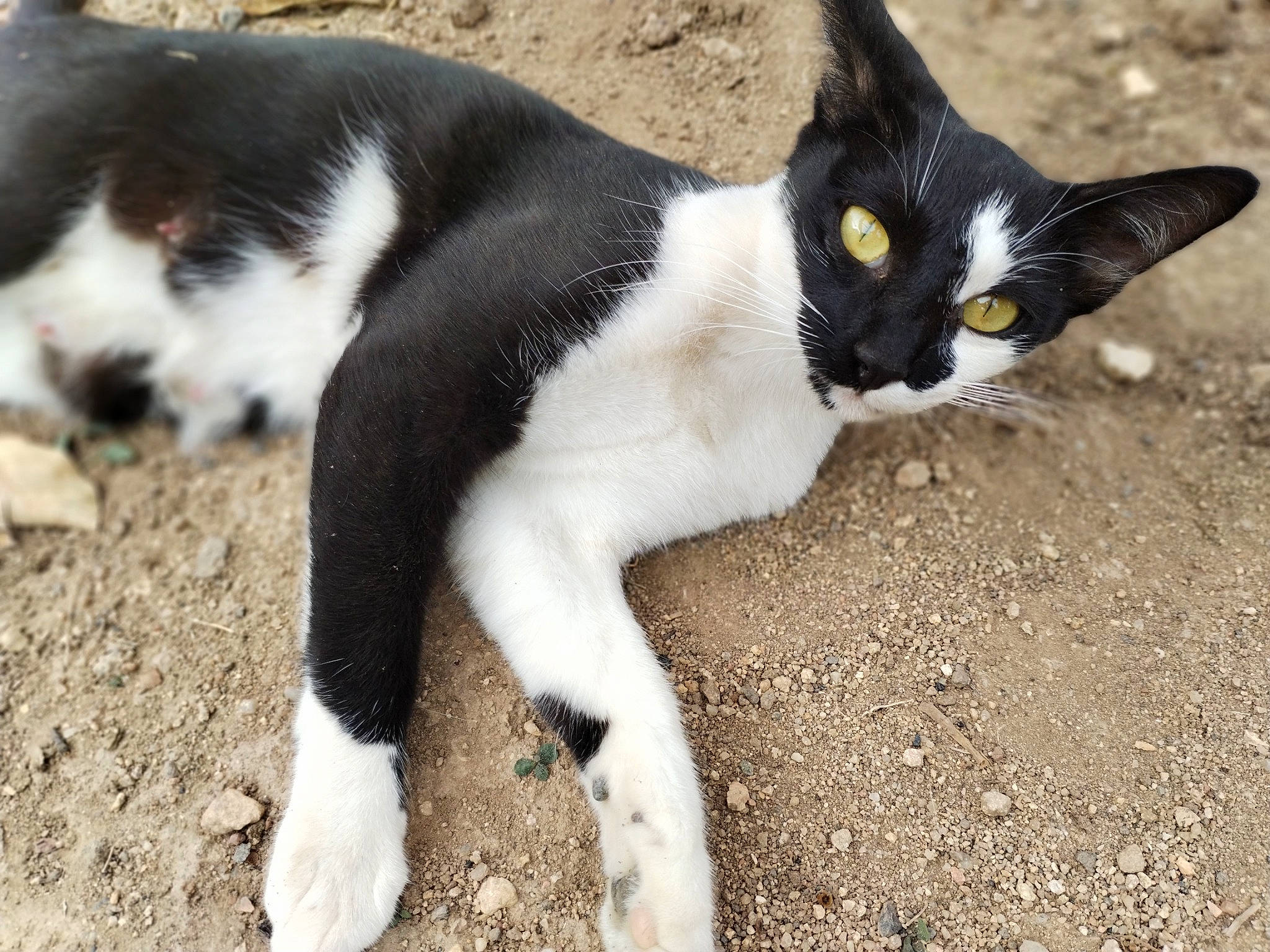 Taliaa participe au concours pour gagner de l'argent avec cette photo : carnivore, cat, domestic_short_haired_cat, felidae, formal_wear, fur, grass, paw, small_to_medium_sized_cats, tail, terrestrial_animal, vertebrate, whiskers