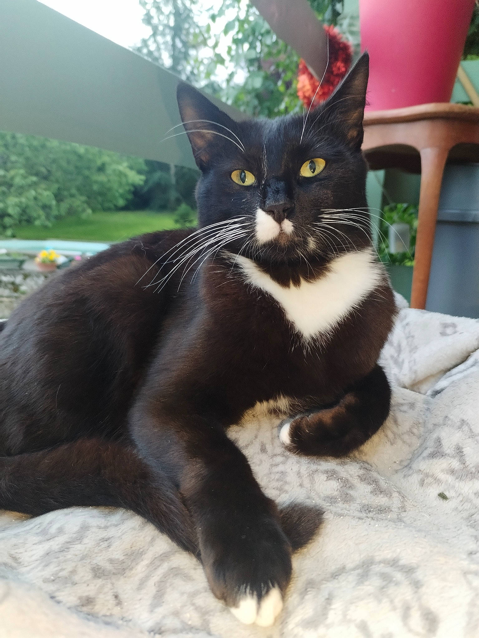 Blackiee participe au concours pour gagner de l'argent avec cette photo : black_cat, carnivore, cat, chair, claw, domestic_short_haired_cat, felidae, foot, fur, grass, houseplant, paw, plant, small_to_medium_sized_cats, snout, tail, terrestrial_animal, tree, whiskers, window