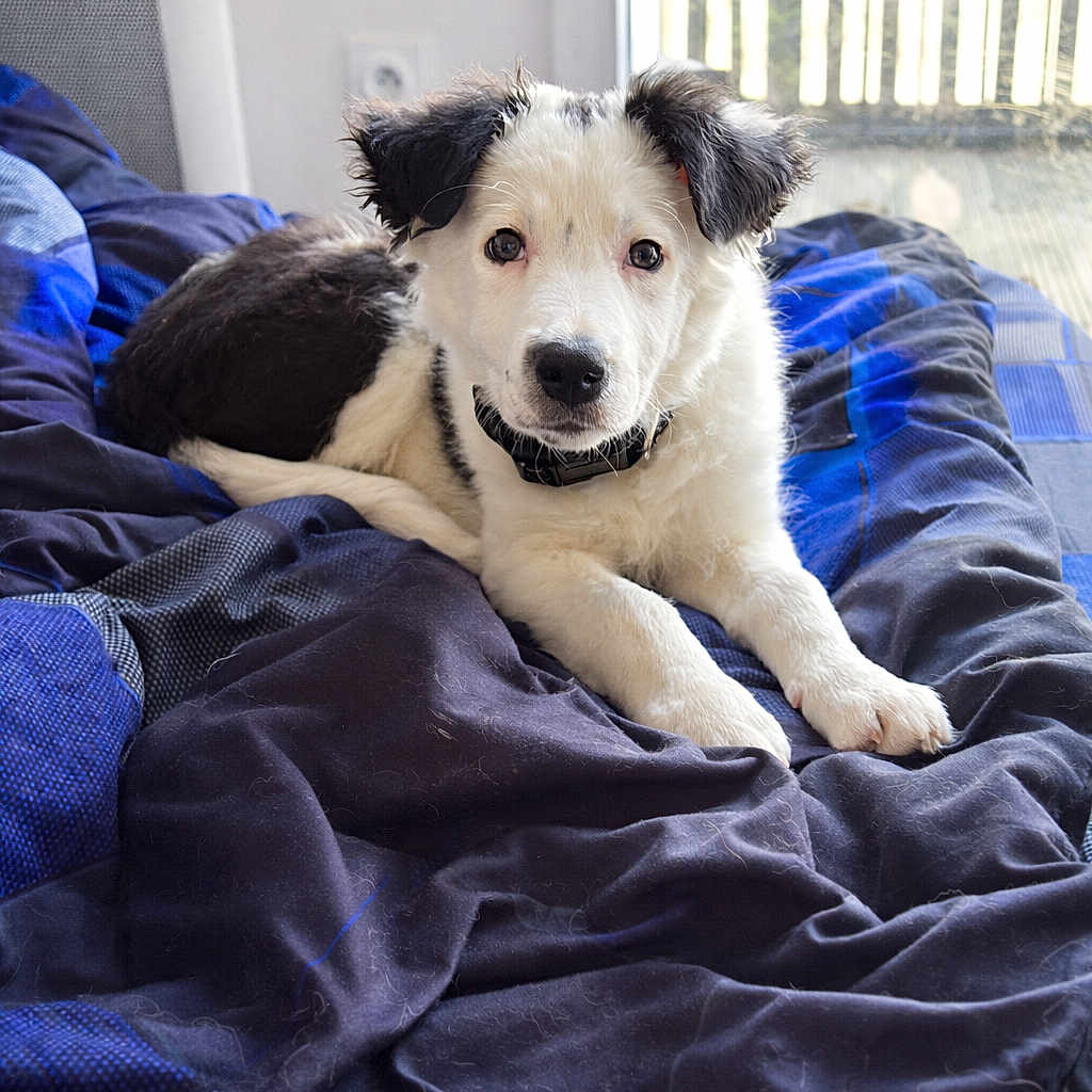 Taïko participe au concours pour gagner de l'argent avec cette photo : animal, bed, black_and_white, blanket, collar, cozy, curious, cute, daylight, dog, domestic_animal, fur, fur_texture, indoor, lying_down, pet, puppy, resting, window, young_dog