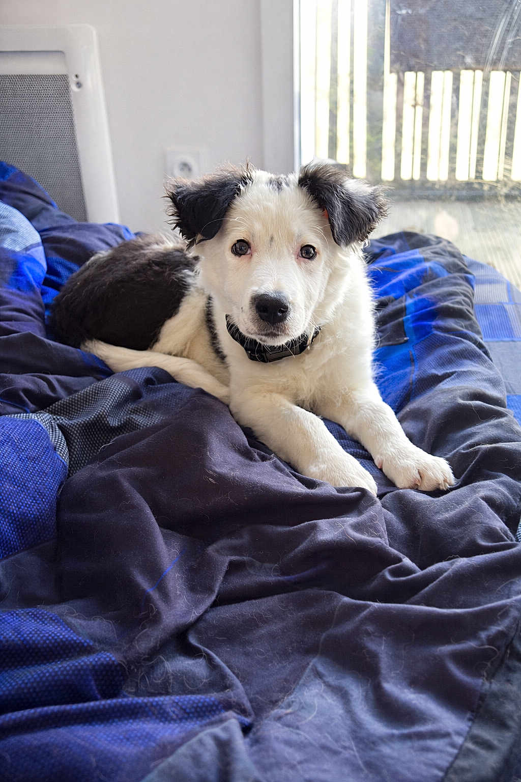 Taïko participe au concours pour gagner de l'argent avec cette photo : puppy, dog, black_and_white, bed, blanket, indoor, curious, fur, pet, young_dog, collar, resting, cozy, window, daylight, domestic_animal, cute, animal, lying_down, fur_texture