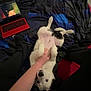 Taïko a rejoint le concours — aidez-le/la à gagner de superbes lots ! dog, bed, blanket, person, hand, laptop, animation, indoor, floor, black_and_white, playful, pet, belly_rub, cozy, relaxing, technology, screen, casual, comfort, livingspace
