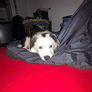 Taïko participe au concours pour gagner de l'argent avec cette photo : puppy, dog, blue_eyes, blanket, red_surface, indoor, furniture, table, chair, bottle, dim_lighting, resting, pet, fur, cute, young_dog, domestic_animal, household, carpet, cozy