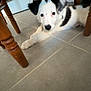 Taïko a rejoint le concours — aidez-le/la à gagner de superbes lots ! puppy, dog, black_and_white, floor, tile, wooden_chair, indoors, pet, cute, young_dog, animal, resting, looking, ears, fur, collar, domestic, home, curious, laying_down