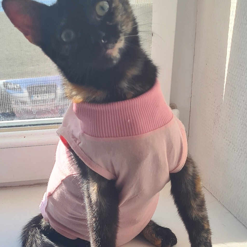 Ash a rejoint le concours — aidez-le/la à gagner de superbes lots ! animal, cat, cozy, curious, cute, domestic, feline, fur, head_tilt, indoor, pet, pink_sweater, portrait, shirt, sitting, sunlight, tortoiseshell, whiskers, window_screen, windowsill