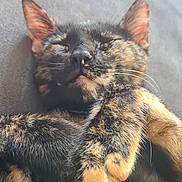 Ash participe au concours pour gagner de l'argent avec cette photo : cat, tortoiseshell, sleeping, paws, fur, closeup, resting, pet, animal, whiskers, ears, nose, indoor, cozy, relaxed, cute, feline, soft, comfort, nap