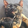cat, tortoiseshell, sleeping, paws, fur, closeup, resting, pet, animal, whiskers, ears, nose, indoor, cozy, relaxed, cute, feline, soft, comfort, nap