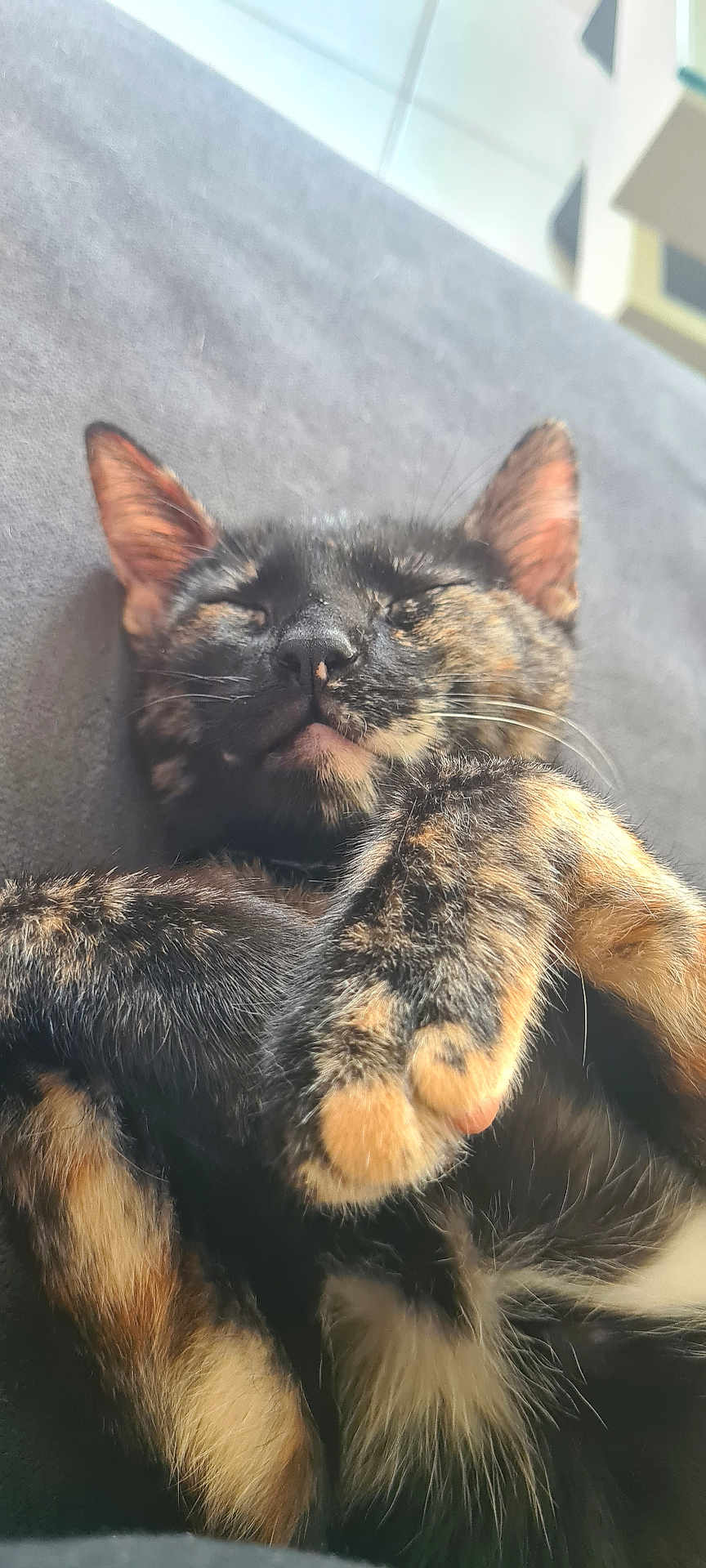 Ash participe au concours pour gagner de l'argent avec cette photo : cat, tortoiseshell, sleeping, paws, fur, closeup, resting, pet, animal, whiskers, ears, nose, indoor, cozy, relaxed, cute, feline, soft, comfort, nap