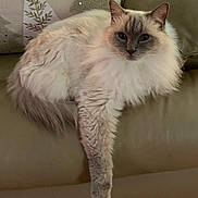 Toby joined the competition — help win amazing prizes! cat, fluffy, long_hair, couch, indoor, pet, relaxed, paw, sofa, domestic_animal, fur, animal, resting, cute, mammal, face, whiskers, ears, comfort, home