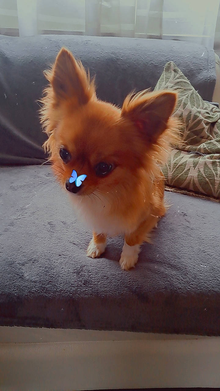 Angele a rejoint le concours — aidez-le/la à gagner de superbes lots ! canidae, carnivore, companion_dog, corgi_chihuahua, dog, dog_breed, dog_supply, fawn, fur, head, liver, paw, snout, spitz, sporting_group, tail, terrestrial_animal, toy_dog, whiskers, working_animal