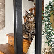 Tyna participe au concours pour gagner de l'argent avec cette photo : cat, tabby, stairs, wooden_stairs, metal_bars, plant, green_leaves, decor, indoor, pet, feline, curious, alert, home, furniture, closeup, animal, domestic, sitting, brown