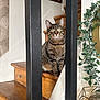 cat, tabby, stairs, wooden_stairs, metal_bars, plant, green_leaves, decor, indoor, pet, feline, curious, alert, home, furniture, closeup, animal, domestic, sitting, brown