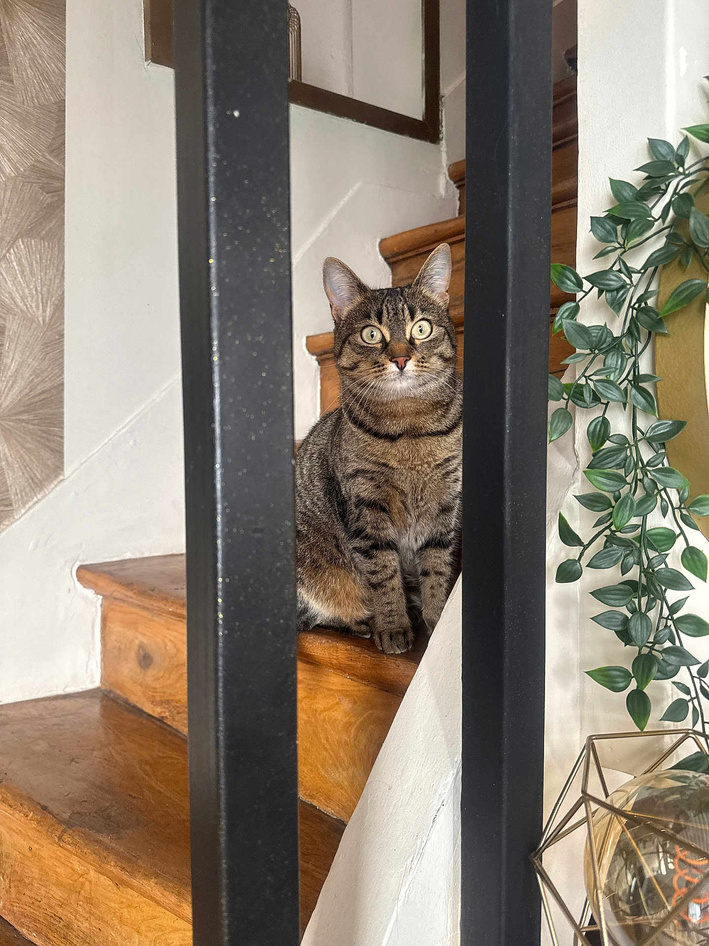 Tyna participe au concours pour gagner de l'argent avec cette photo : cat, tabby, stairs, wooden_stairs, metal_bars, plant, green_leaves, decor, indoor, pet, feline, curious, alert, home, furniture, closeup, animal, domestic, sitting, brown