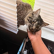 Jupiter is registered to the contest to win money with this photo: animal, blinds, cat, chin_scratch, close_up, content, daylight, domestic, friendly, fur, greenery, hand, human_hand, indoor, pet, relaxed, tabby_cat, whiskers, window, window_sill