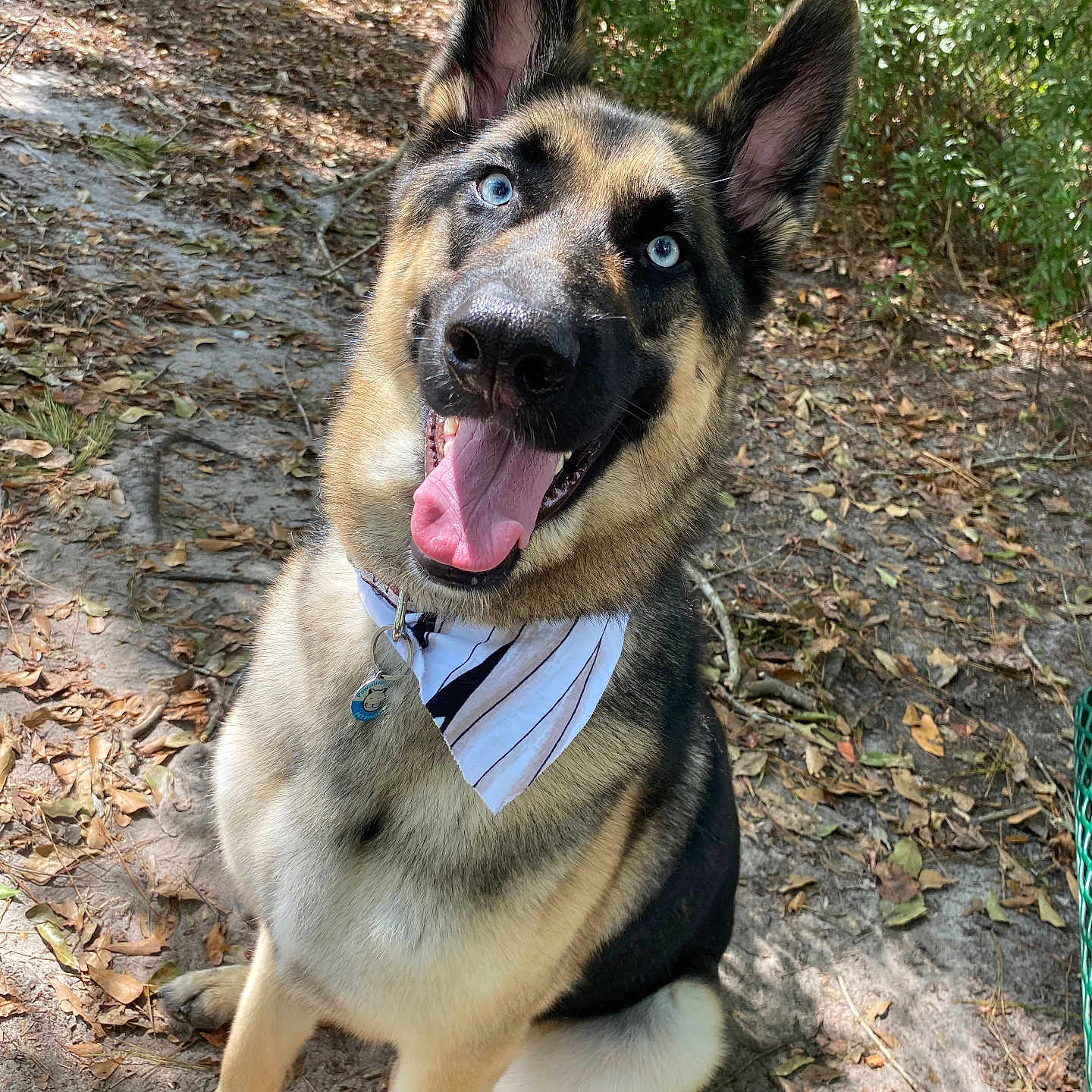 Duke is registered to the contest to win money with this photo: accessories, animal, bodypart, canine, dog, germanshepherd, grass, land, mouth, nature, outdoors, path, person, pet, plant, puppy, rock, soil, tree, vegetation