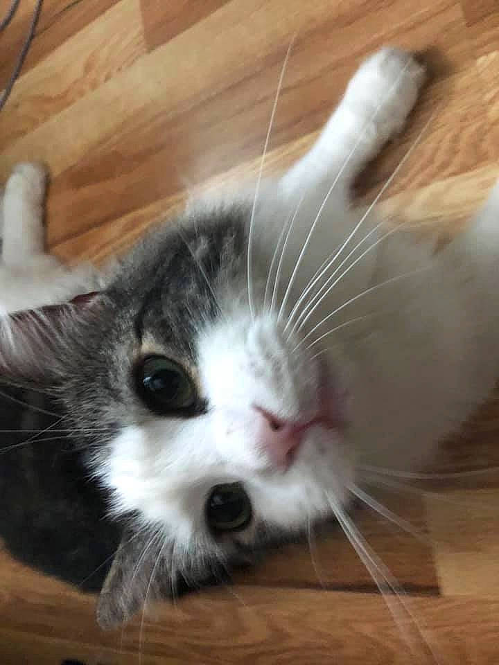 Francis joined the competition — help win amazing prizes! aegean_cat, american_curl, american_wirehair, carnivore, cat, domestic_short_haired_cat, european_shorthair, felidae, kitten, mammal, munchkin, nose, ragamuffin, small_to_medium_sized_cats, snout, tail, whiskers