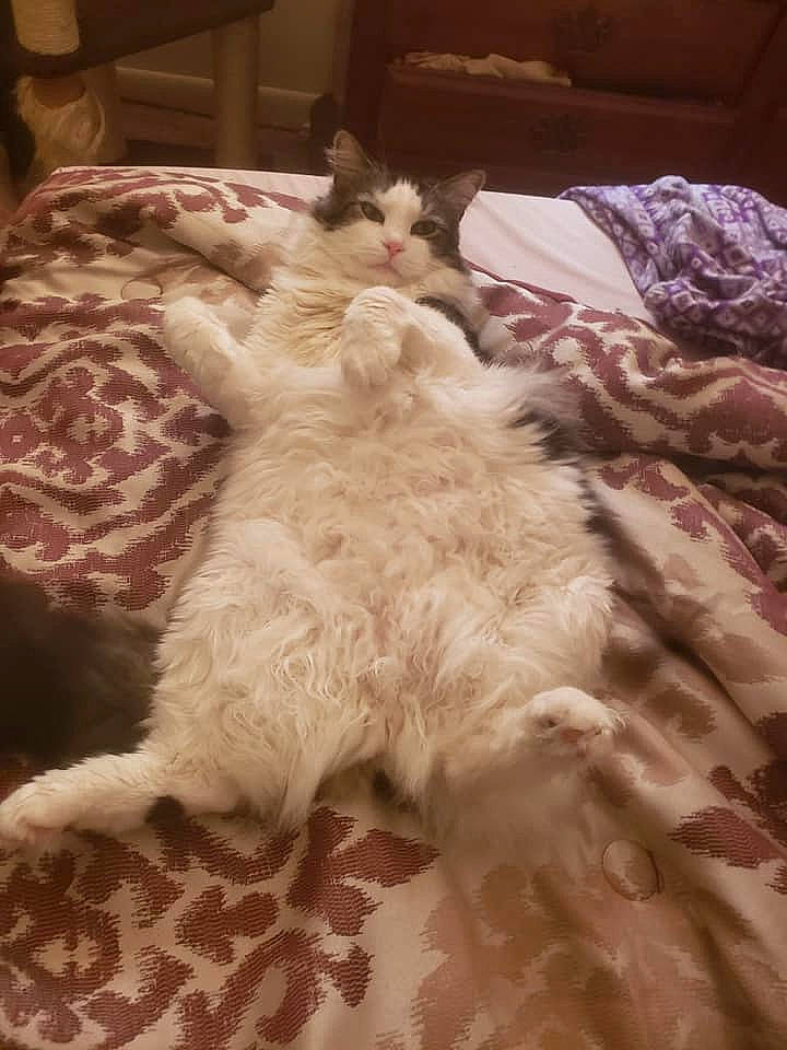 Francis is registered to the contest to win money with this photo: carnivore, cat, domestic_long_haired_cat, fawn, felidae, fur, kitten, nap, norwegian_forest_cat, persian, ragdoll, selkirk_rex, small_to_medium_sized_cats, turkish_angora, whiskers