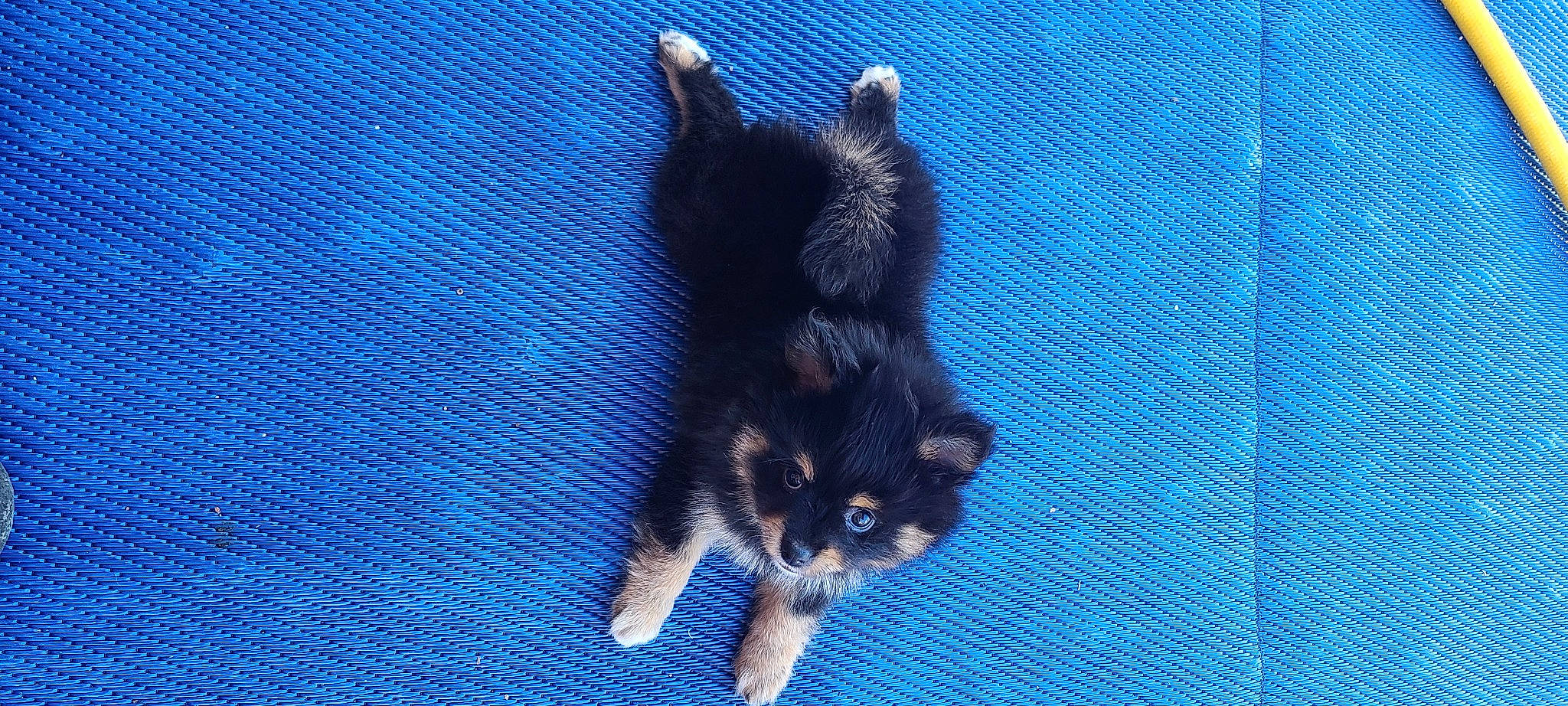 Rambo is registered to the contest to win money with this photo: azure, blue, canidae, carnivore, cat, claw, denim, dog_breed, domestic_short_haired_cat, electric_blue, fawn, felidae, fur, paw, small_to_medium_sized_cats, snout, tail, terrestrial_animal, whiskers, woven_fabric