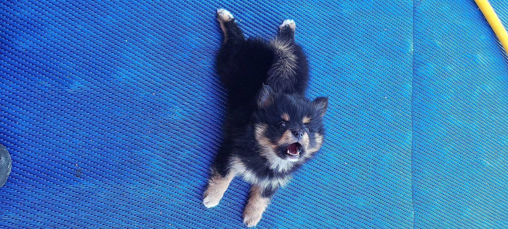 Rambo joined the competition — help win amazing prizes! azure, blue, canidae, carnivore, companion_dog, dog, dog_breed, electric_blue, fur, non_sporting_group, pattern, paw, snout, sporting_group, tail, terrestrial_animal, toy_dog, whiskers, working_dog, woven_fabric