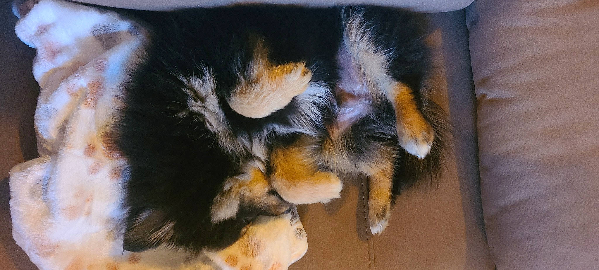 Rambo joined the competition — help win amazing prizes! arthropod, canidae, carnivore, claw, companion_dog, dog_breed, foot, fur, invertebrate, natural_material, paw, sporting_group, tail, terrestrial_animal, whiskers