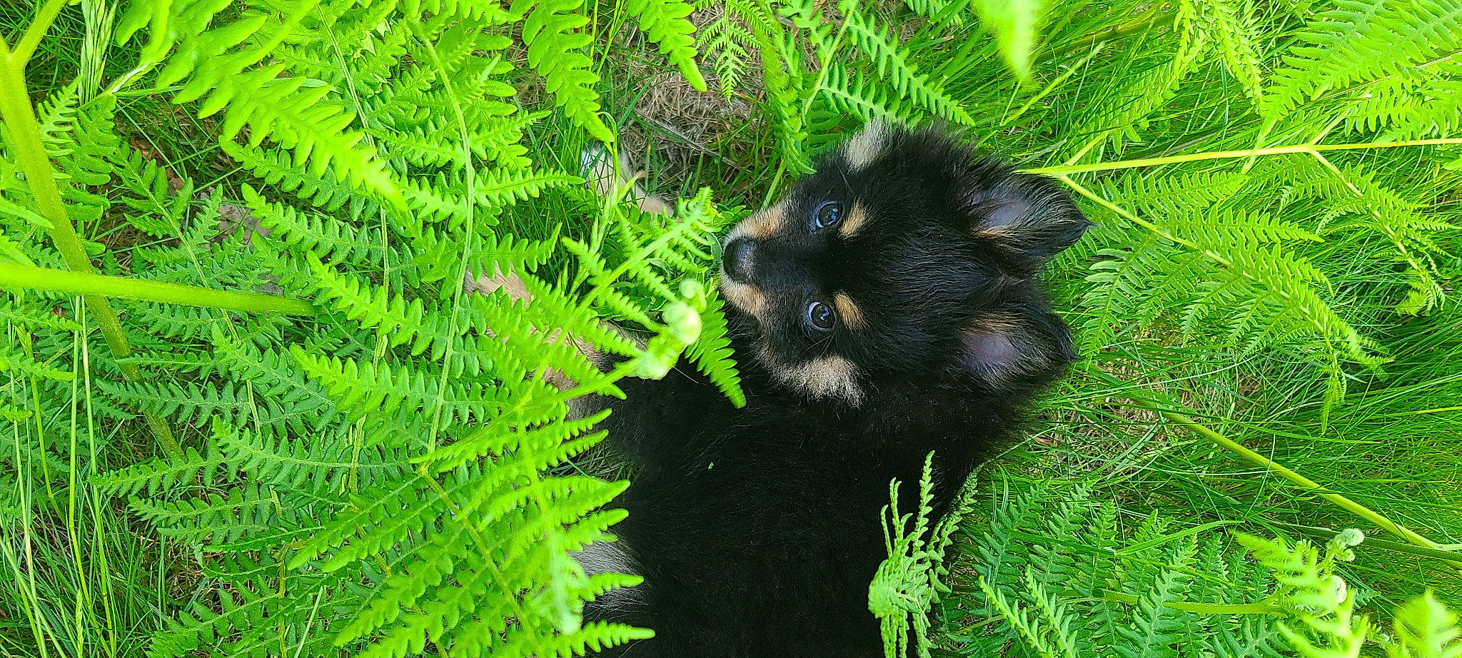 Rambo is registered to the contest to win money with this photo: botany, carnivore, cat, conifer, domestic_short_haired_cat, evergreen, felidae, fur, grass, groundcover, nature, organism, plant, shrub, small_to_medium_sized_cats, snout, terrestrial_animal, terrestrial_plant, vegetation, whiskers