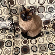 Palomita joined the competition — help win amazing prizes! cat, siamese_cat, blue_eyes, feline, pet, indoor, couch, furniture, patterned_fabric, circle_pattern, brown, gray, sitting, fur, whiskers, tail, domestic_animal, cute, animal, relaxed