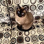 cat, siamese_cat, blue_eyes, feline, pet, indoor, couch, furniture, patterned_fabric, circle_pattern, brown, gray, sitting, fur, whiskers, tail, domestic_animal, cute, animal, relaxed