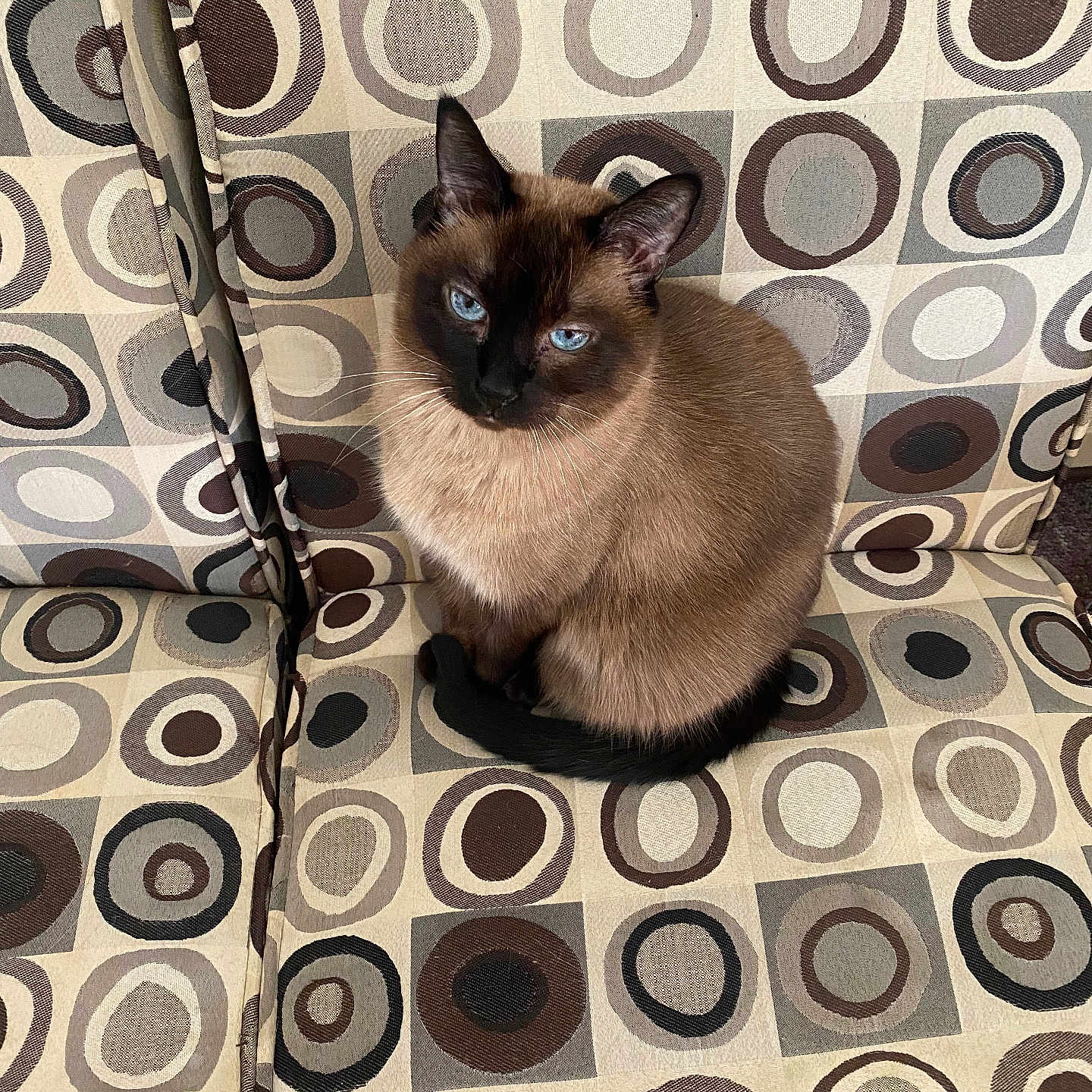 Palomita joined the competition — help win amazing prizes! animal, blue_eyes, brown, cat, circle_pattern, couch, cute, domestic_animal, feline, fur, furniture, gray, indoor, patterned_fabric, pet, relaxed, siamese_cat, sitting, tail, whiskers
