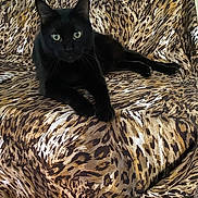 Michelle is registered to the contest to win money with this photo: black_cat, cat, animal, pet, feline, leopard_print, pattern, fabric, chair, indoor, resting, curious, fur, whiskers, ears, eyes, paws, relaxing, home, cozy