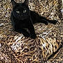 black_cat, cat, animal, pet, feline, leopard_print, pattern, fabric, chair, indoor, resting, curious, fur, whiskers, ears, eyes, paws, relaxing, home, cozy
