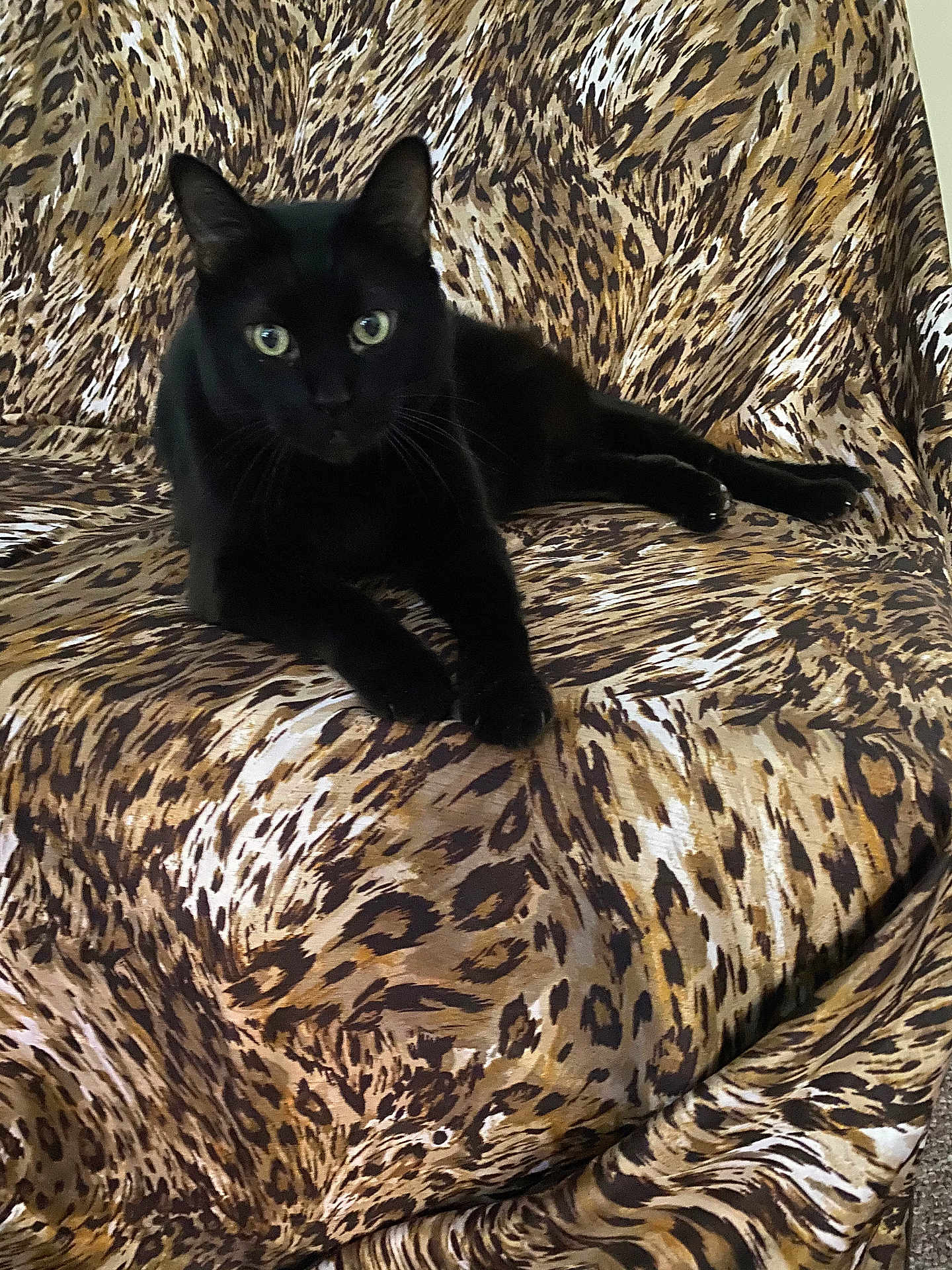 Michelle is registered to the contest to win money with this photo: black_cat, cat, animal, pet, feline, leopard_print, pattern, fabric, chair, indoor, resting, curious, fur, whiskers, ears, eyes, paws, relaxing, home, cozy