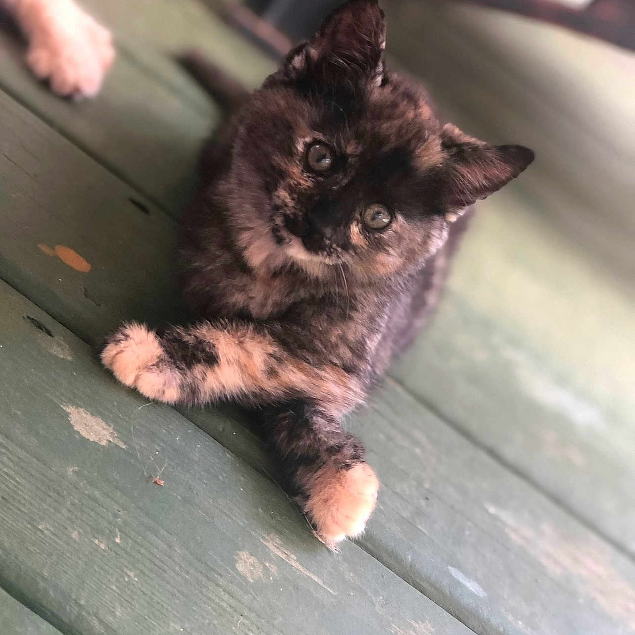 Chloe is registered to the contest to win money with this photo: angora, animal, architecture, brasssection, building, cat, hardwood, horn, house, housing, indoors, interiordesign, kitten, manx, musicalinstrument, person, pet, porch, siamese, wood