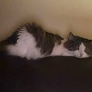 Bean joined the competition — help win amazing prizes! cat, sleeping, feline, pet, indoor, resting, fur, animal, domestic, cozy, relaxed, lying_down, black, white, gray, blurred, quiet, calm, soft, background