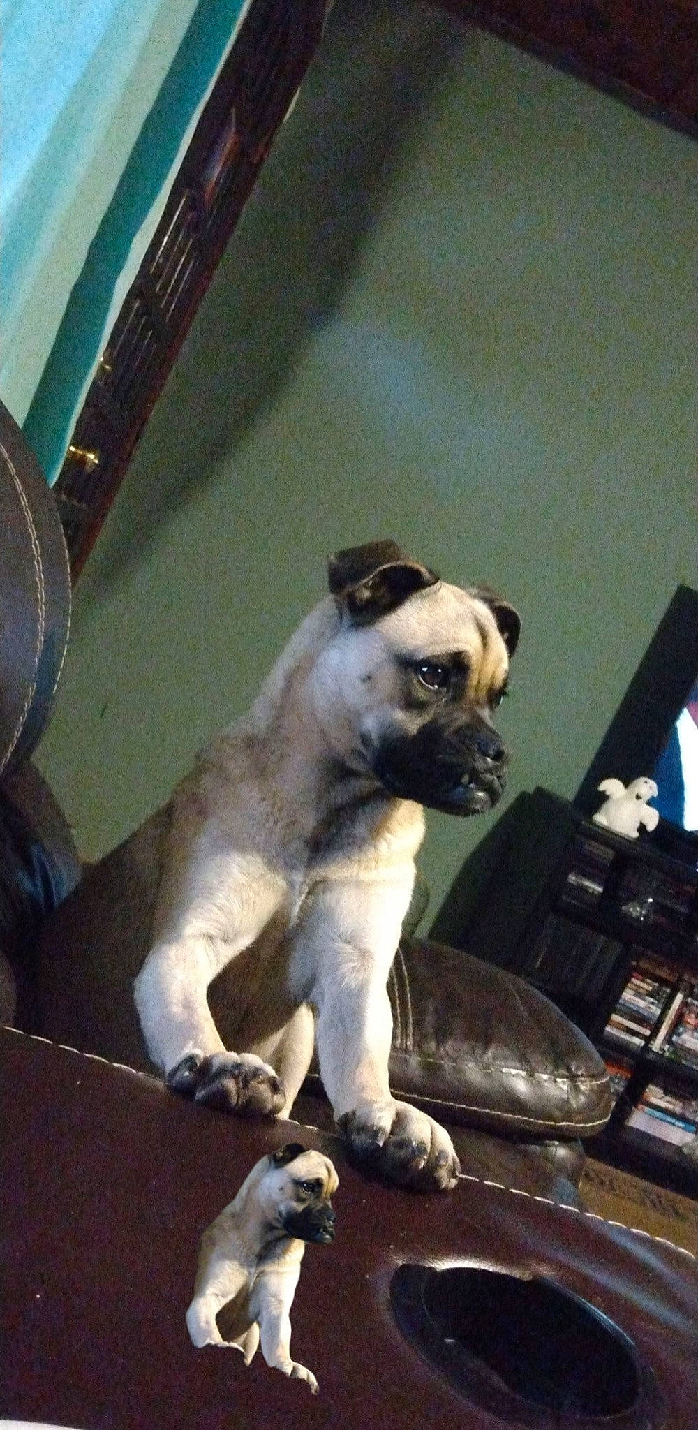 Kova Lynn joined the competition — help win amazing prizes! canidae, carnivore, companion_dog, dog, dog_breed, fawn, non_sporting_group, pug, snout, sporting_group, toy_dog, working_animal, wrinkle