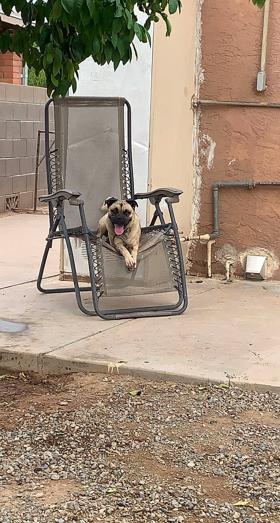 Kova Lynn joined the competition — help win amazing prizes! art, asphalt, building, carnivore, chair, companion_dog, concrete, dog, dog_breed, dog_supply, fawn, flooring, gas, road, road_surface, sidewalk, sporting_group, street, tints_and_shades, working_animal