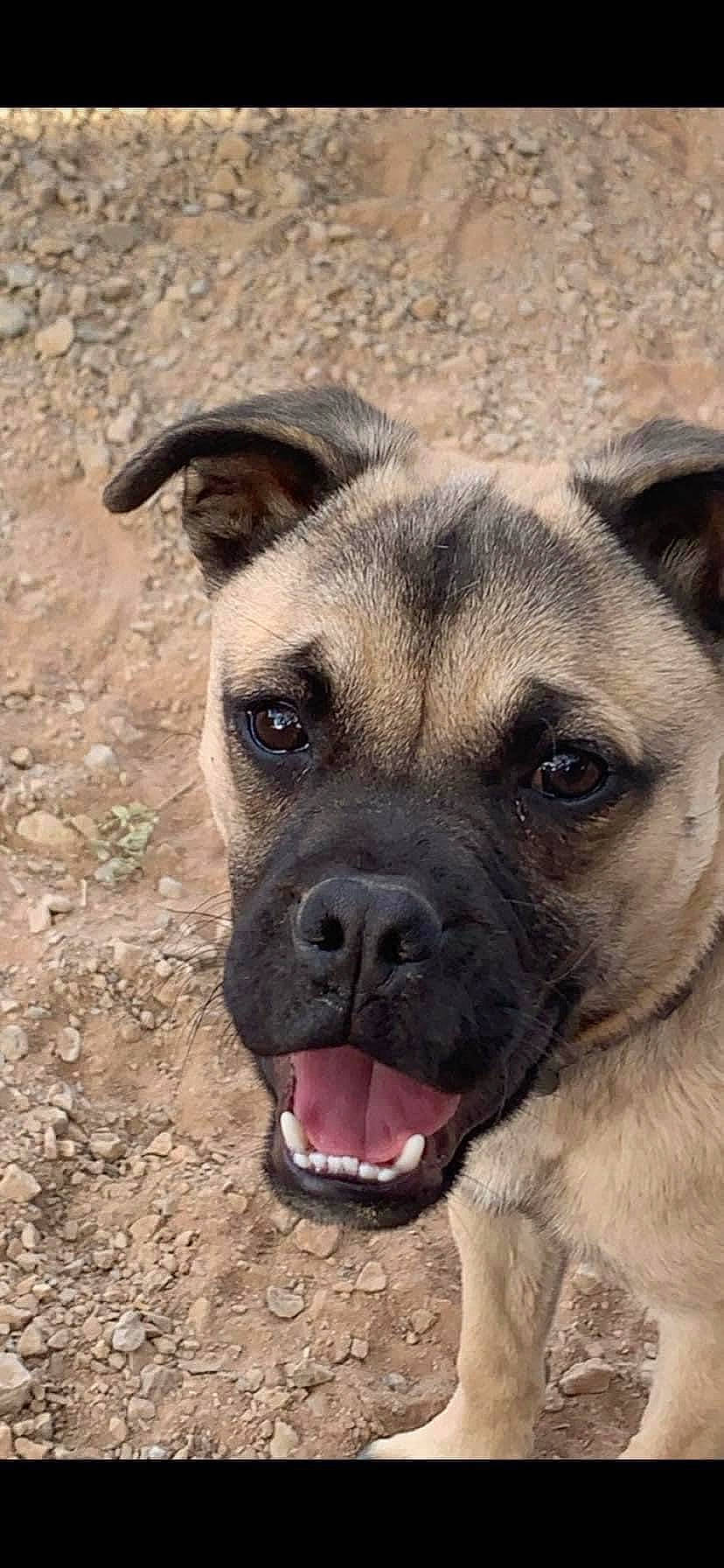 Kova Lynn joined the competition — help win amazing prizes! ancient_dog_breeds, canidae, carnivore, companion_dog, dog, dog_breed, fawn, non_sporting_group, snout, sporting_group, terrestrial_animal, whiskers, working_animal, working_dog, wrinkle