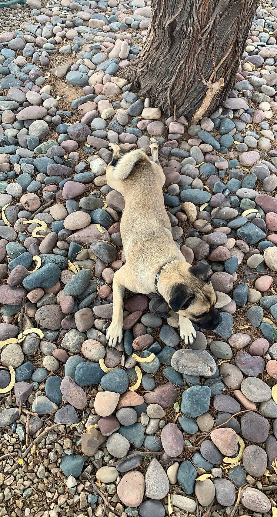 Kova Lynn is registered to the contest to win money with this photo: art, bedrock, carnivore, cobblestone, fawn, gravel, landscape, pebble, rock, rubble, seabird, snout, soil, tail, terrestrial_animal, wildlife, wood