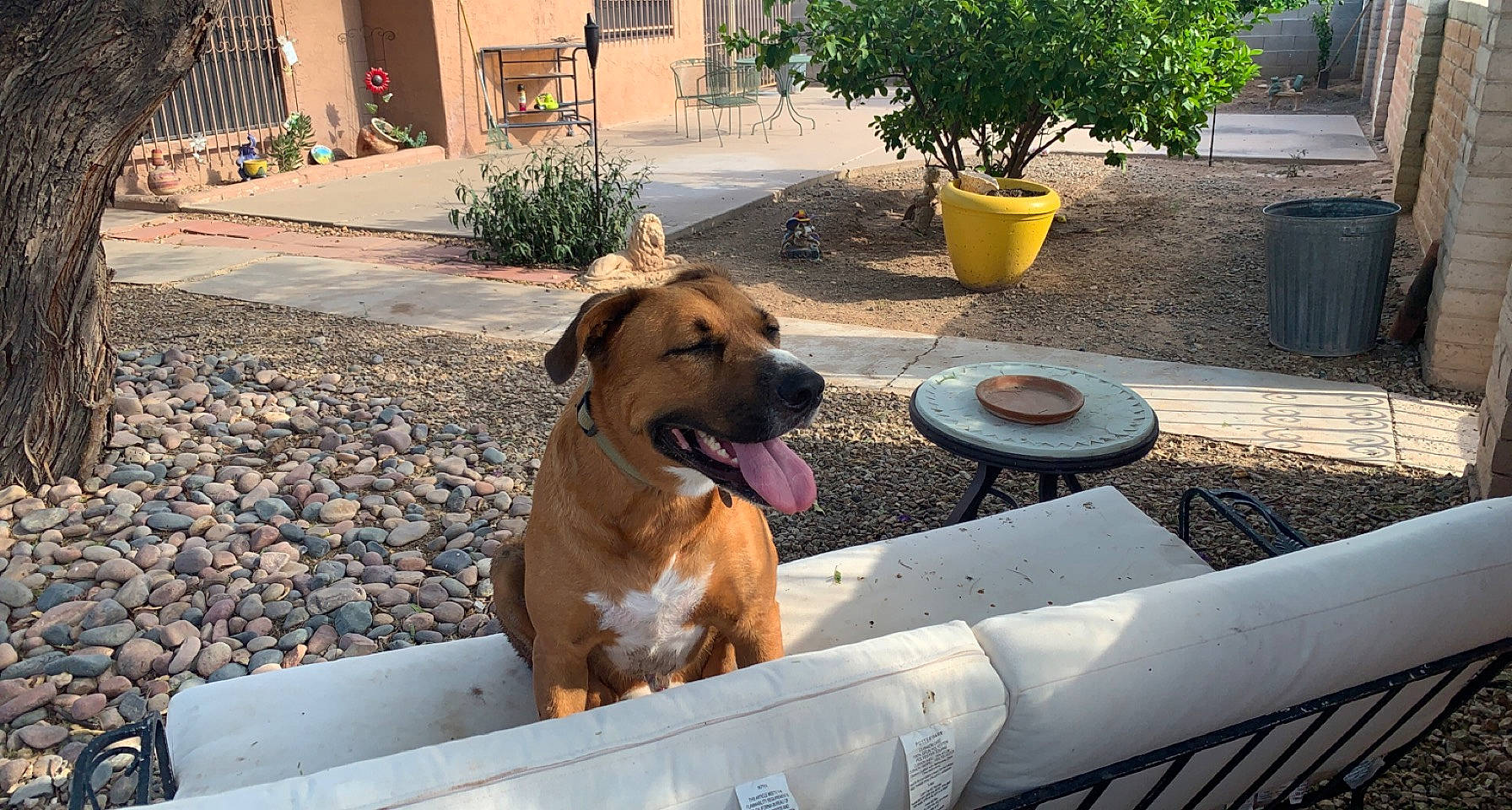 Elijah joined the competition — help win amazing prizes! building, canidae, carnivore, collar, companion_dog, dog, dog_breed, dog_collar, dog_supply, fawn, flowerpot, guard_dog, houseplant, pet_supply, plant, snout, sporting_group, window, working_animal, working_dog