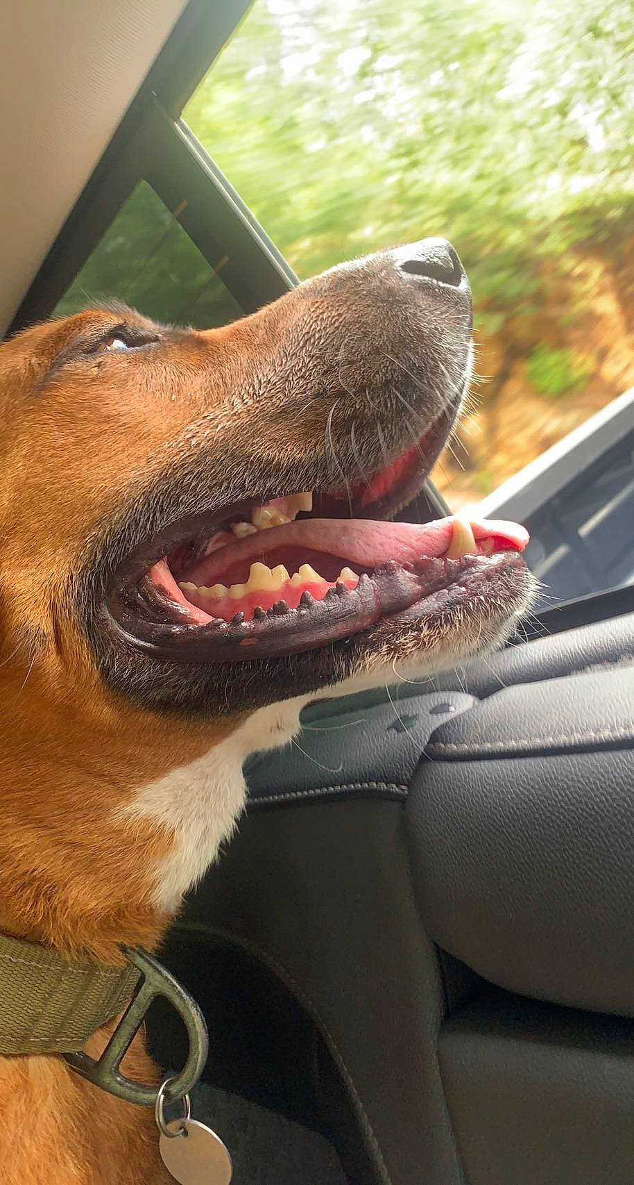 Elijah joined the competition — help win amazing prizes! automotive_mirror, canidae, carnivore, collar, companion_dog, dog, dog_breed, dog_collar, fang, fawn, liver, plant, snout, sporting_group, vehicle, whiskers, windshield, working_animal, working_dog, yawn