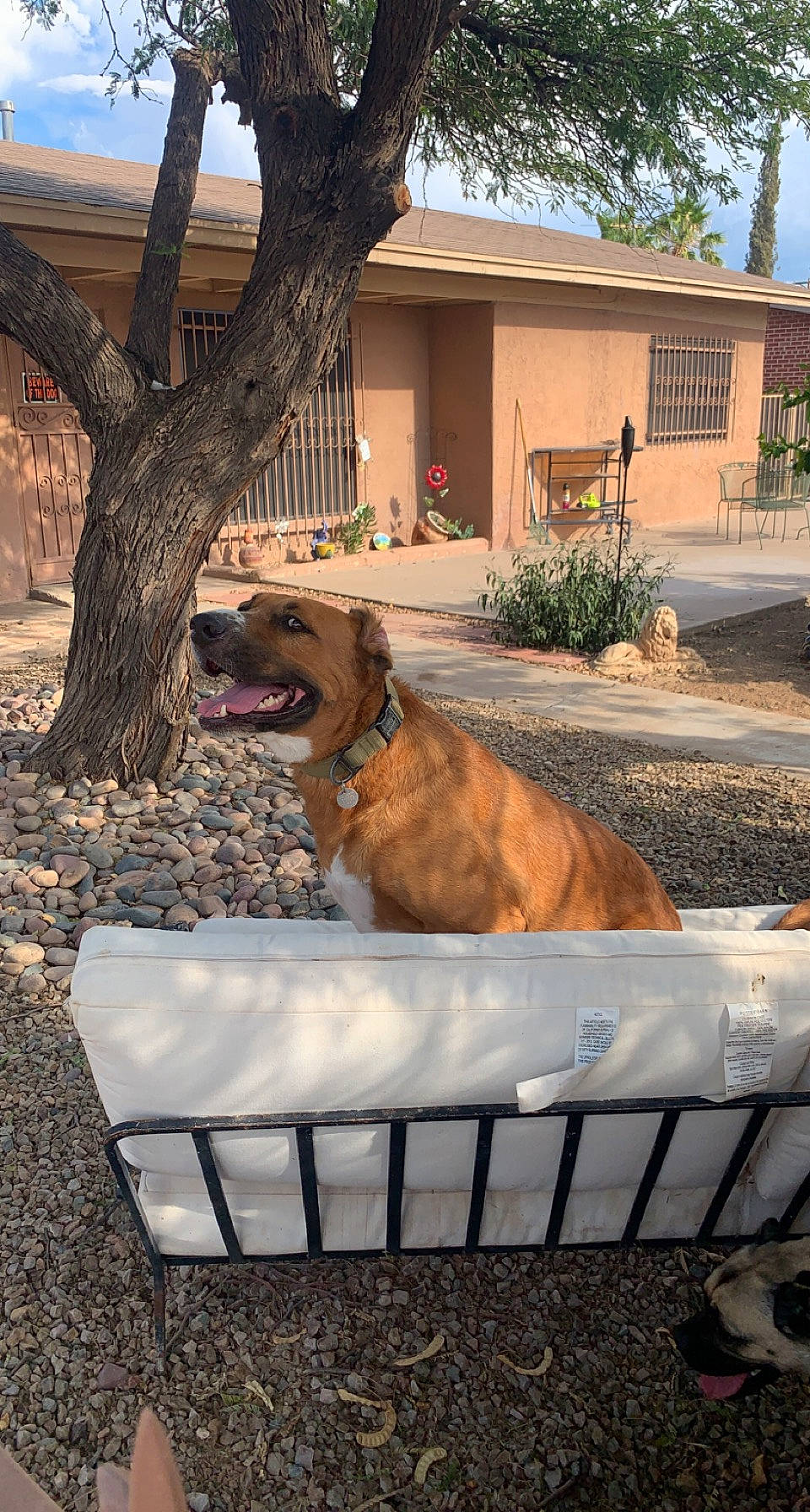 Elijah is registered to the contest to win money with this photo: building, carnivore, companion_dog, dog, dog_breed, fawn, grass, house, landscape, pet_supply, plant, shade, sky, snout, tints_and_shades, tree, trunk, window, wood, working_animal