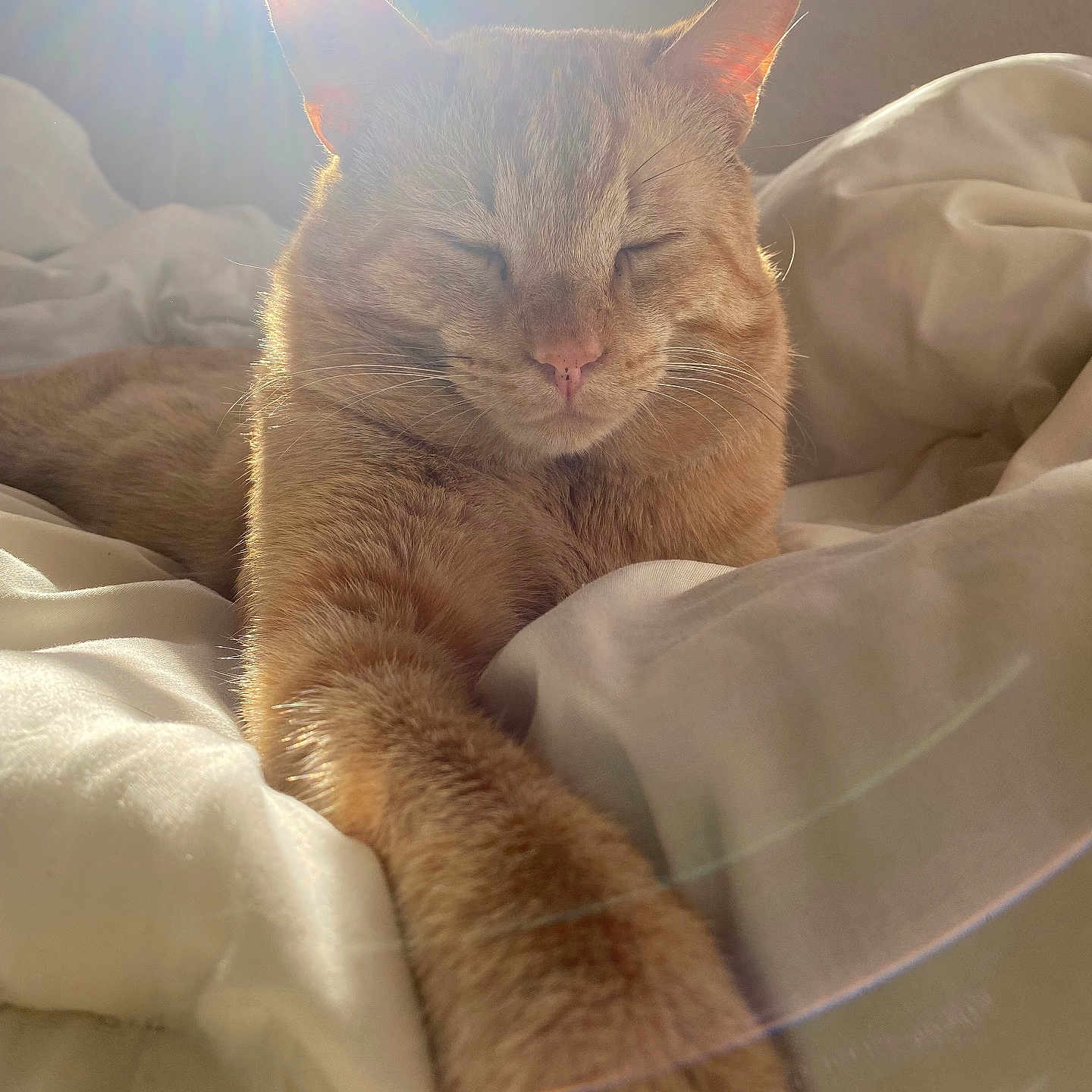 Simba joined the competition — help win amazing prizes! bed, blanket, cat, comfort, cozy, ears, feline, indoor, nap, orange_tabby, pet, relaxed, sleeping, soft, stretching, sunflare, sunlight, warm, whiskers, window